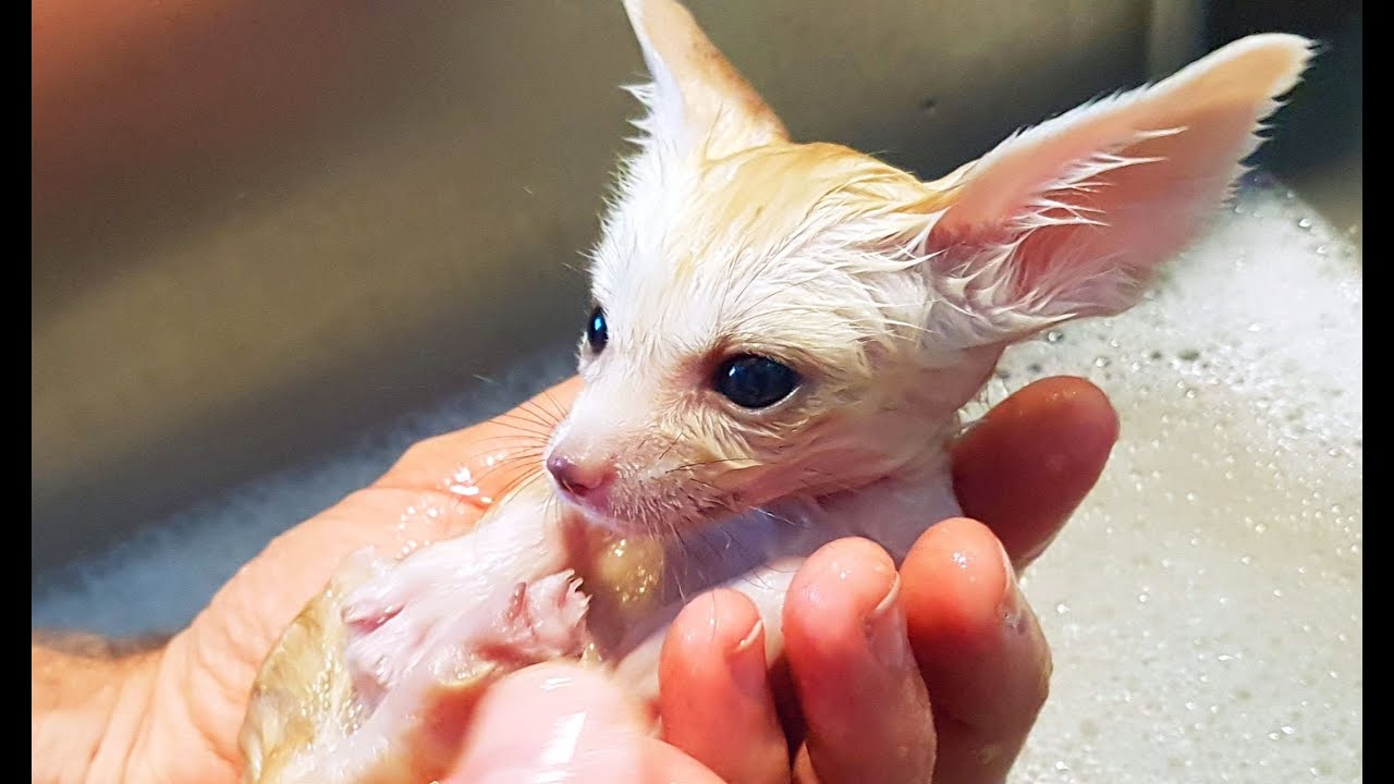 Littlest Baby Pet Fox Grows Up To Be SO Cute