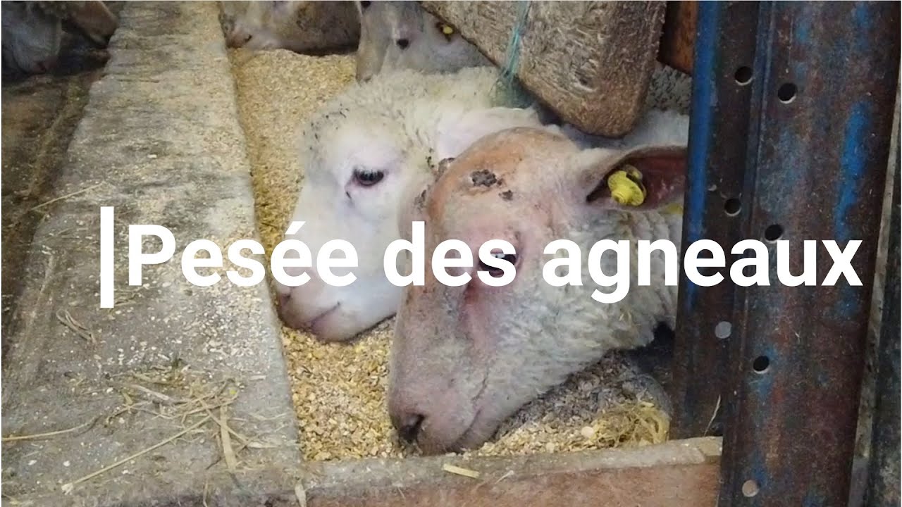 Pesée des agneaux