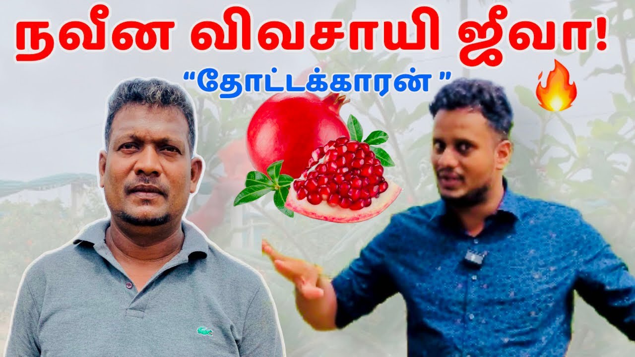 “இப்ப தோட்டக்கார மாப்பிளைக்கு தான் டிமாண்ட்”| Chavakachcheri இளைஞன் பெருமிதம்| Jaffna | Srilanka .