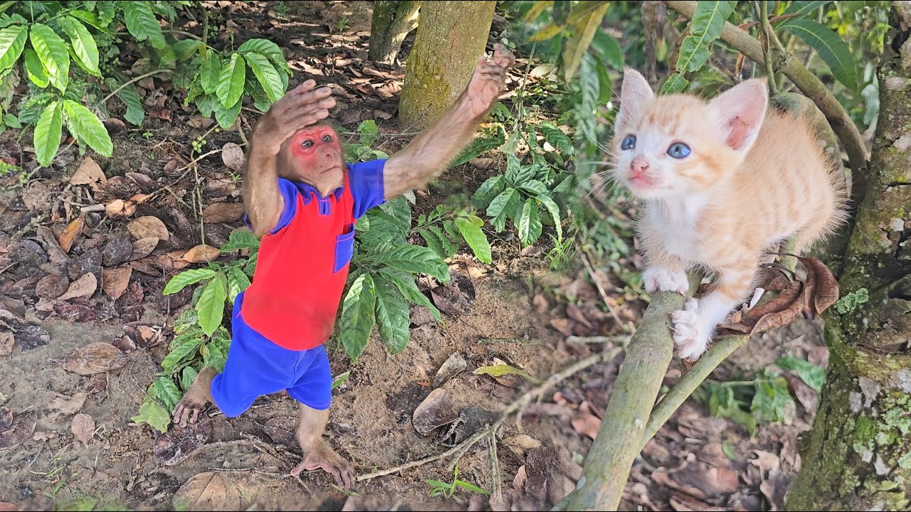 SU unexpectedly discovered a kitten !