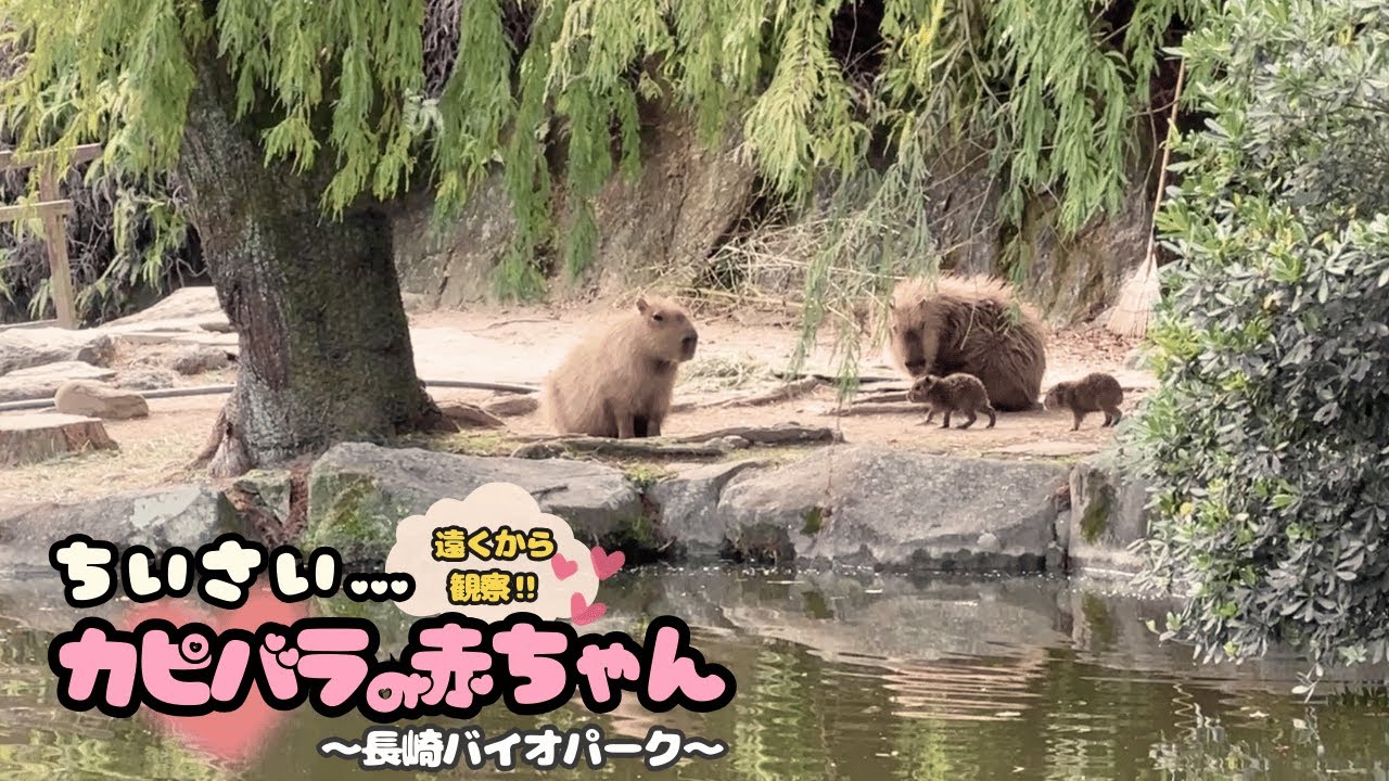 【はじめての長崎バイオパーク】のんびり💖カピバラの赤ちゃん