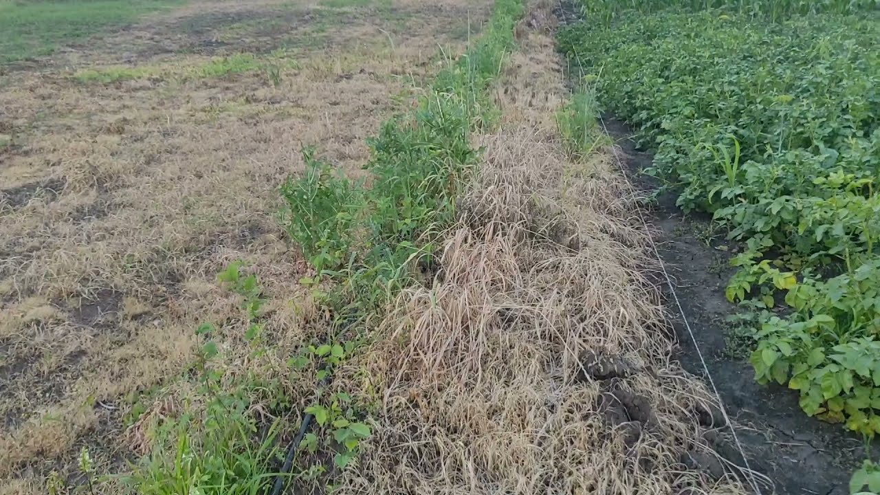 Пырей и сорная трова Обработка участка от бурьяна