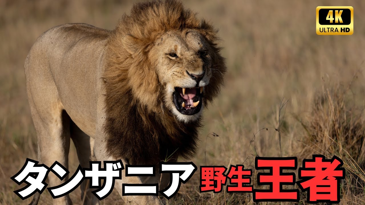 タンザニア野生王国 | セレンゲティ大移動と命の交響曲