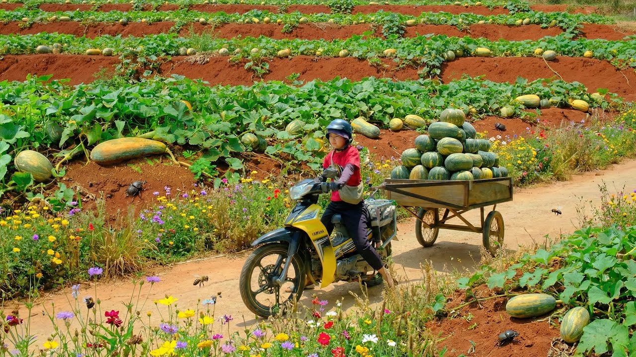 Harvest A Truckload Of Long Pumpkin To Sell At The Market &ndash; Cook Pumpkin Sweet Soup - Farming.