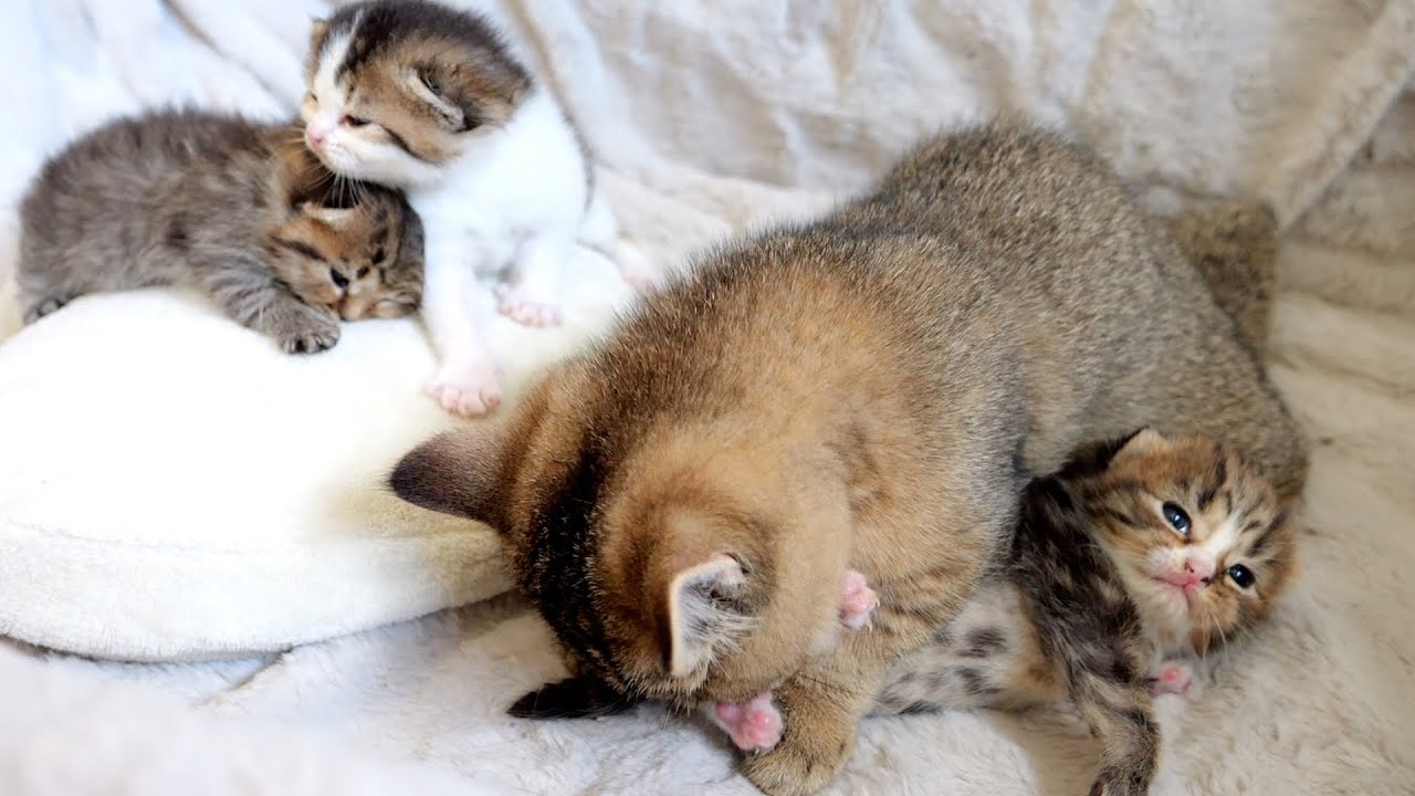 Sister cat Kiki is busy taking care of her three brothers