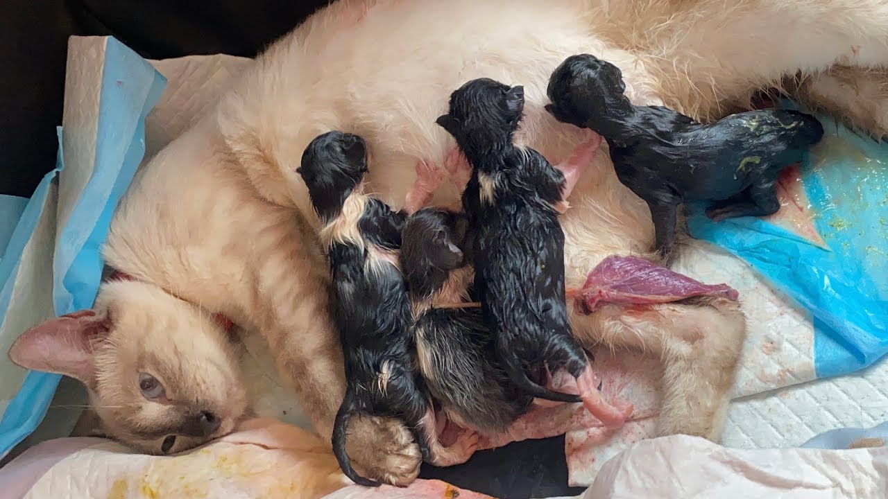 貓咪生產｜過程全紀錄｜ 孕貓｜接生小貓｜cat giving birth ｜Full record ｜cute kittens 💕#cat #dailyvlog #kitten