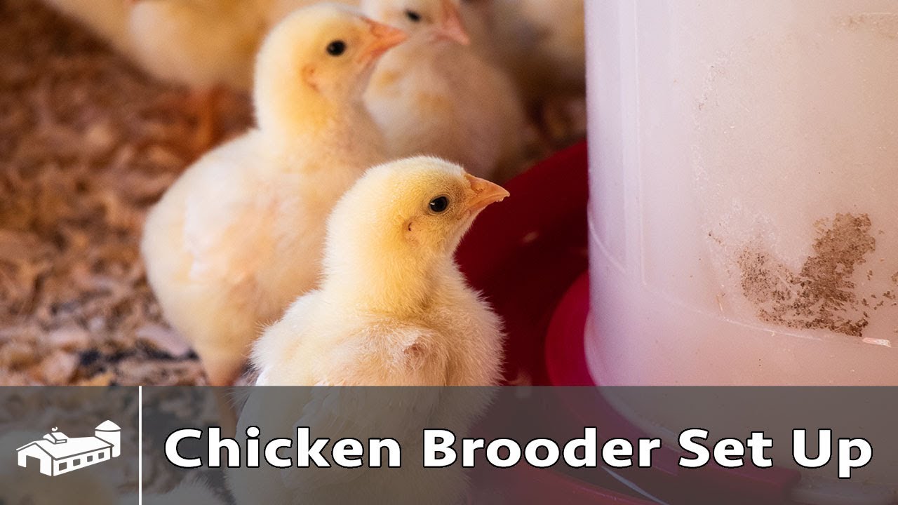 Chicken Brooder Set Up Procedure