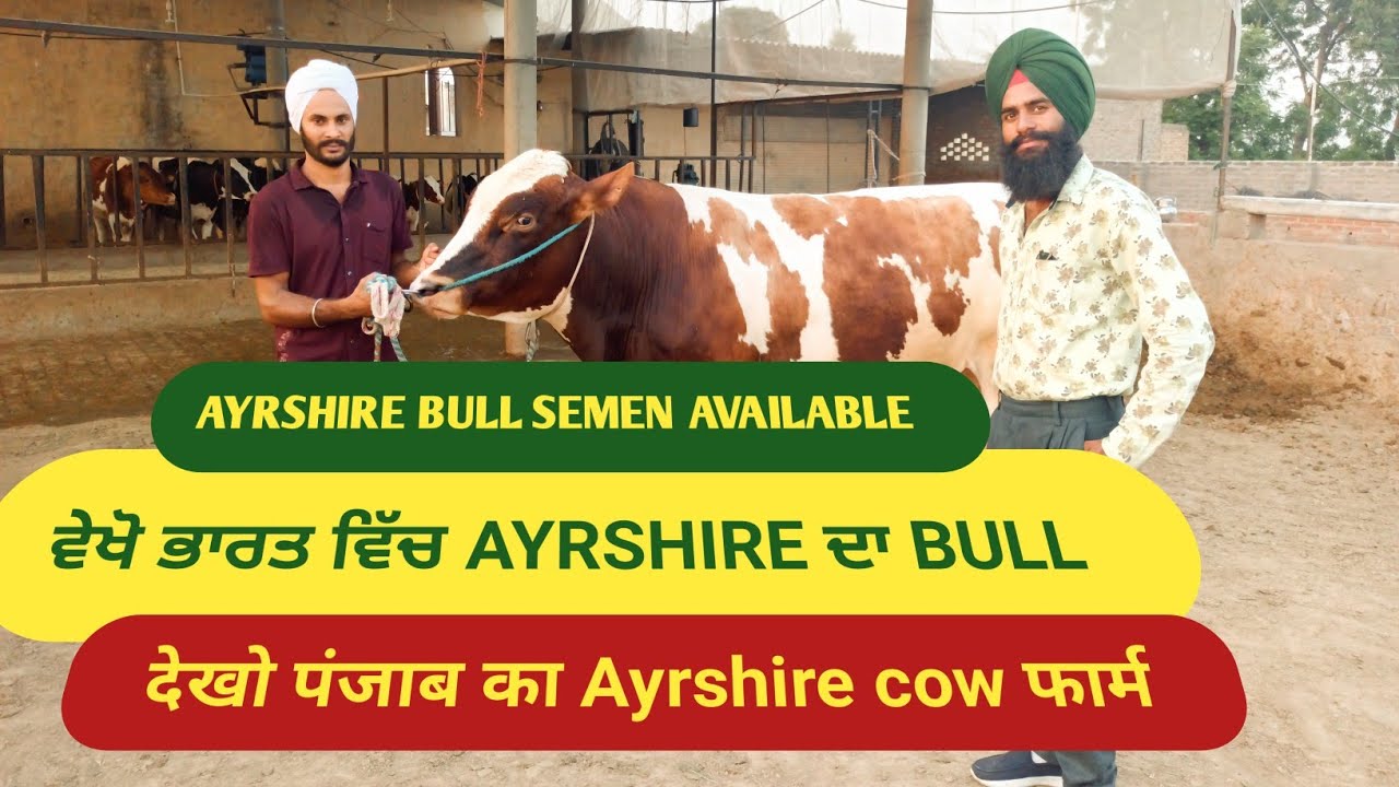 ਵੇਖੋ ਆਇਰ ਸ਼ਾਇਰ ਦਾ BULL | AYRSHIRE Bull In India | ILTI LANA TV |