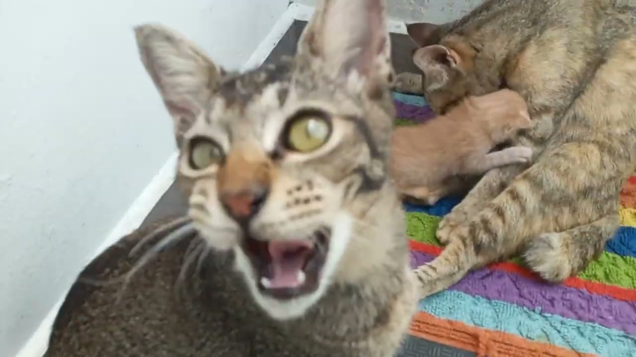 Time Machine Cats !!!! Longest Daily Cats Story , today kitten are 156 and 14  days old