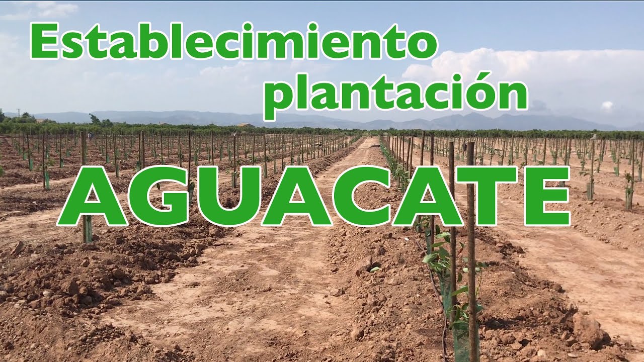 Establecimiento de plantación nueva de Aguacate.