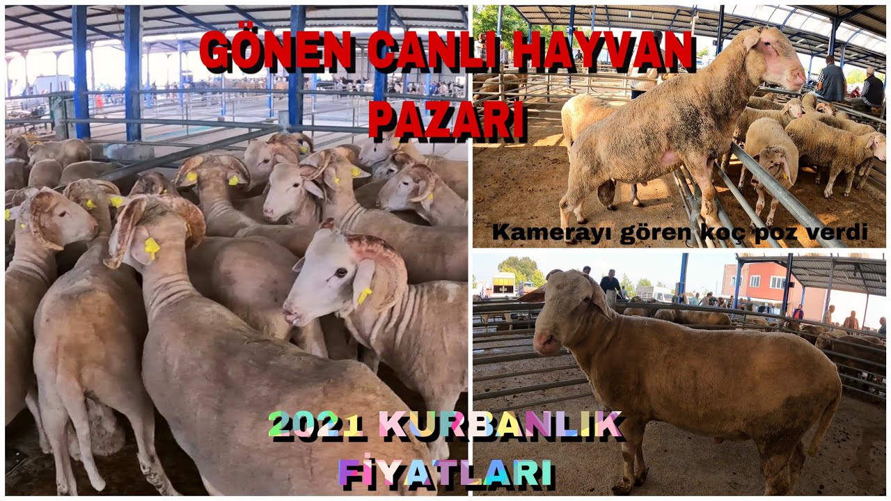 BALIKESİR GÖNEN HAYVAN PAZARI ~ MEŞHUR GÖNEN PİRETLERİ