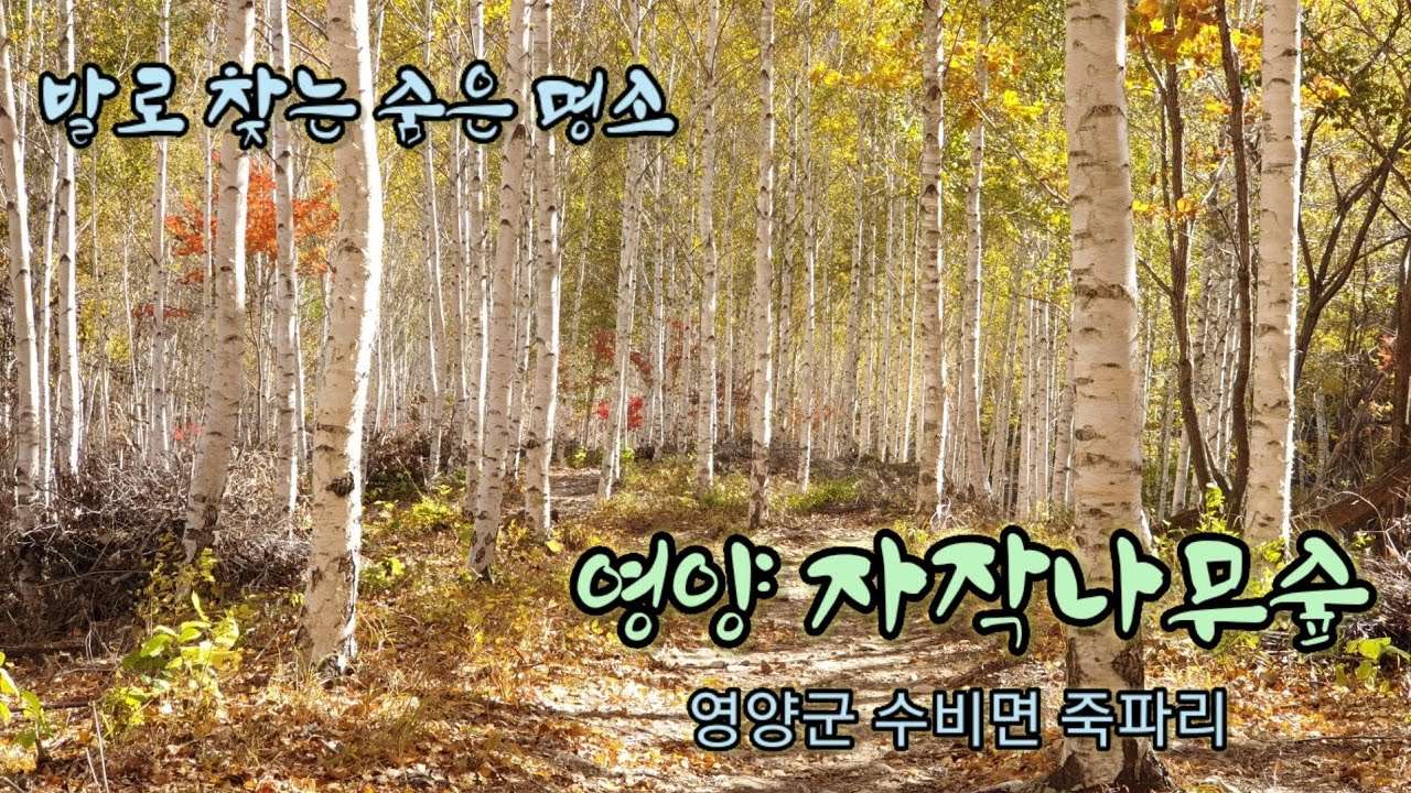 Yeongyang Birch Forest(2020. 10/25) 영양 자작나무숲