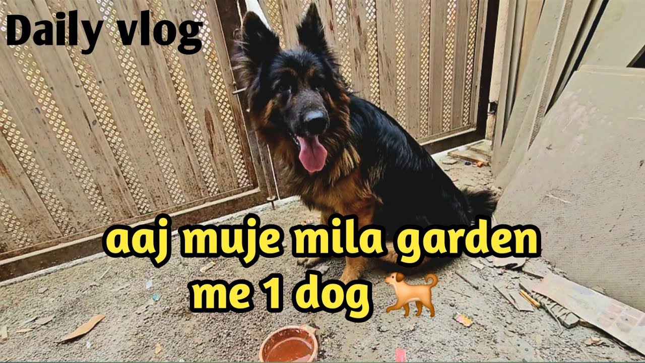 Aaj muje mila ek dog 🐕 garden me 👍👌😊 24/365