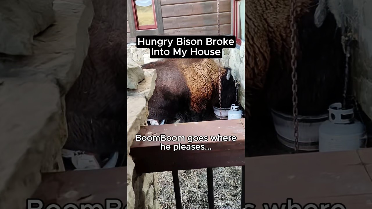 BISON BROKE INTO MY HOUSE 😳