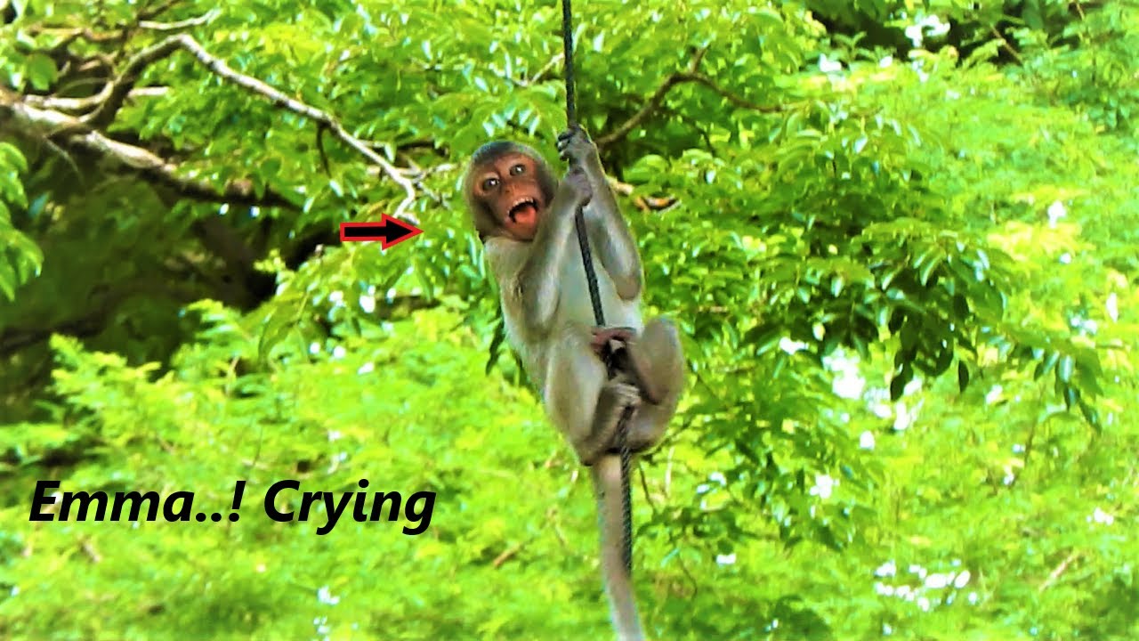 Poor Baby Emma..! Emma cried need milk from her mother Emila - Hungry baby monkey Emma