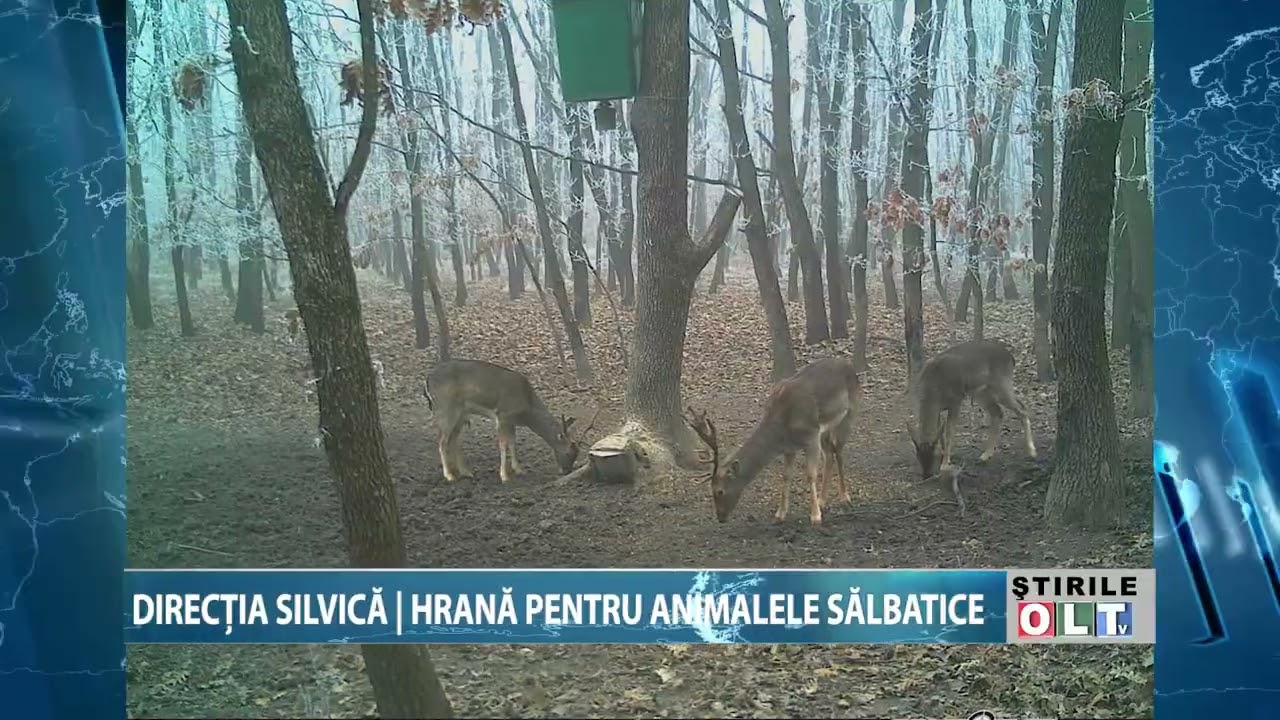 DIRECTIA SILVICA HRANA PENTRU ANIMALELE SALBATICE