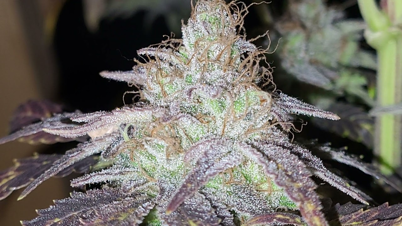 critical mass week 9 d60