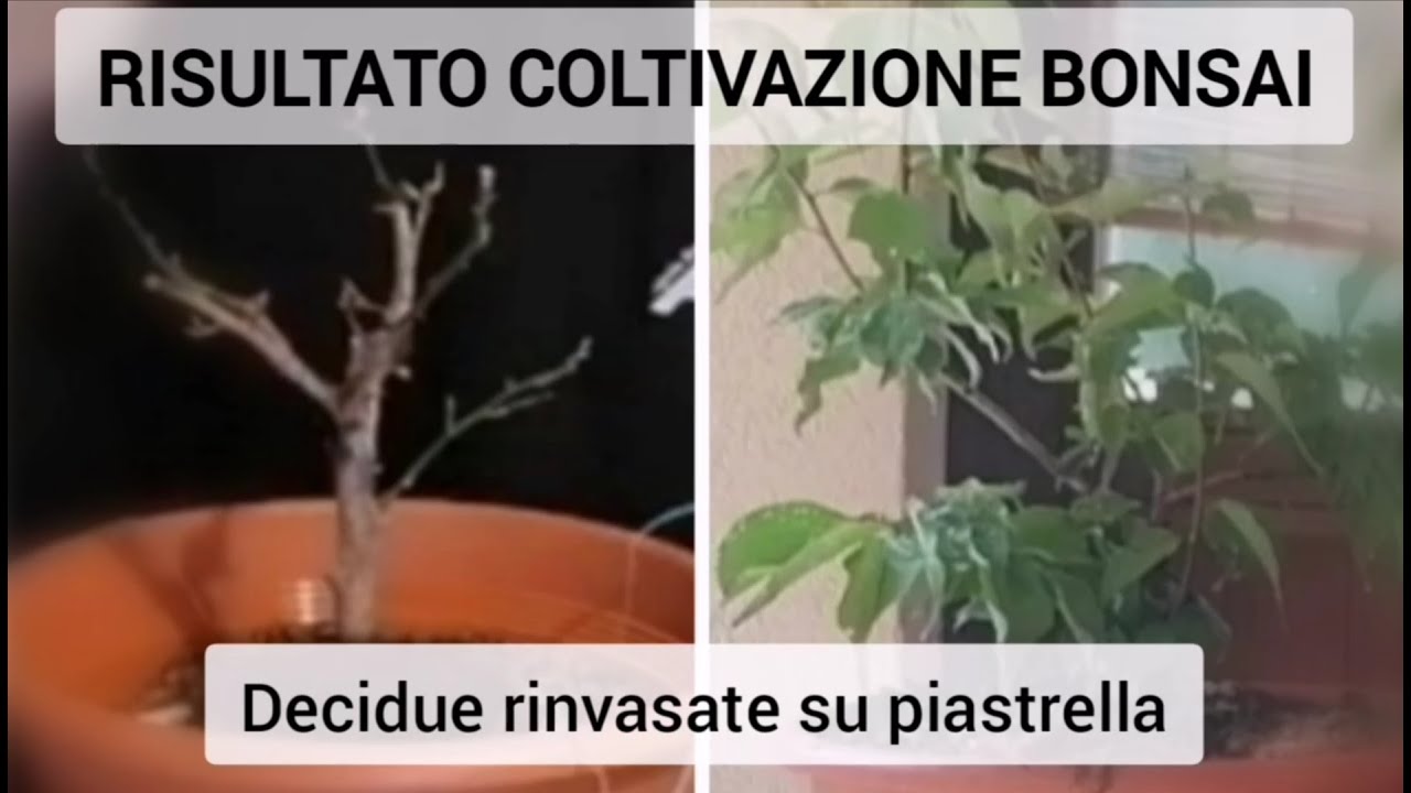 RISULTATI COLTIVAZIONE BONSAI - DECIDUE RINVASATE SU PIASTRELLA @angolobonsai4328