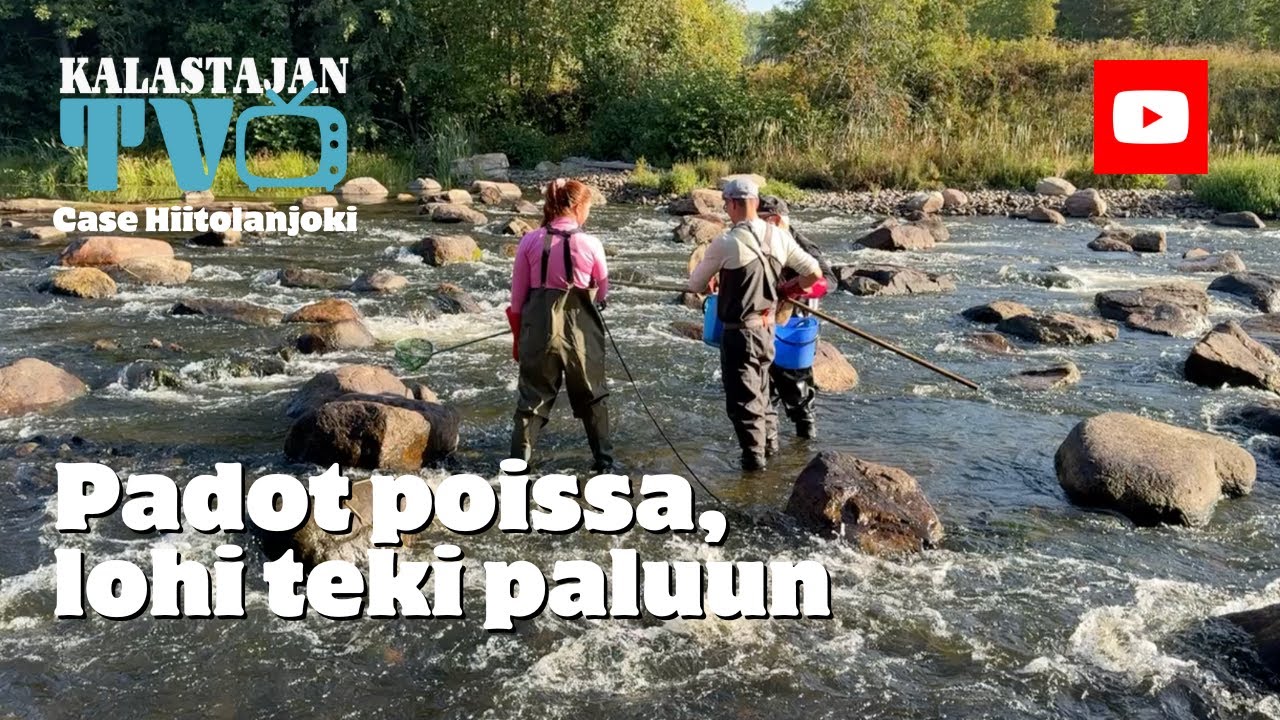 Lohi on palannut Hiitolanjoelle | Kalastajan TV