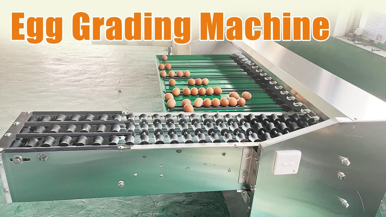 How Our Egg Grading Machine Ensures Grade-A Eggs! | Egg Grader Machine