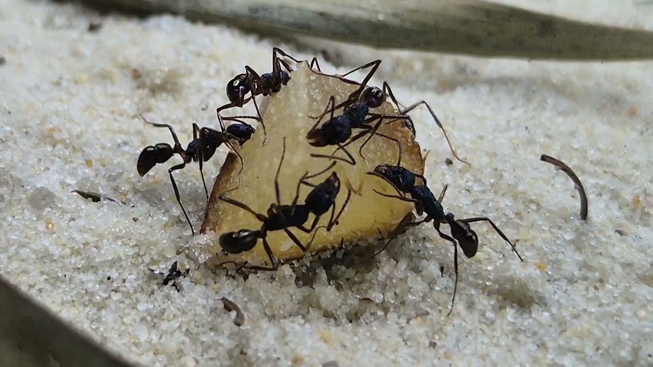Rhytidoponera metallica mal sehen ob ich morgen mit der neuen Lampe die Farben besser drauf bekomme 