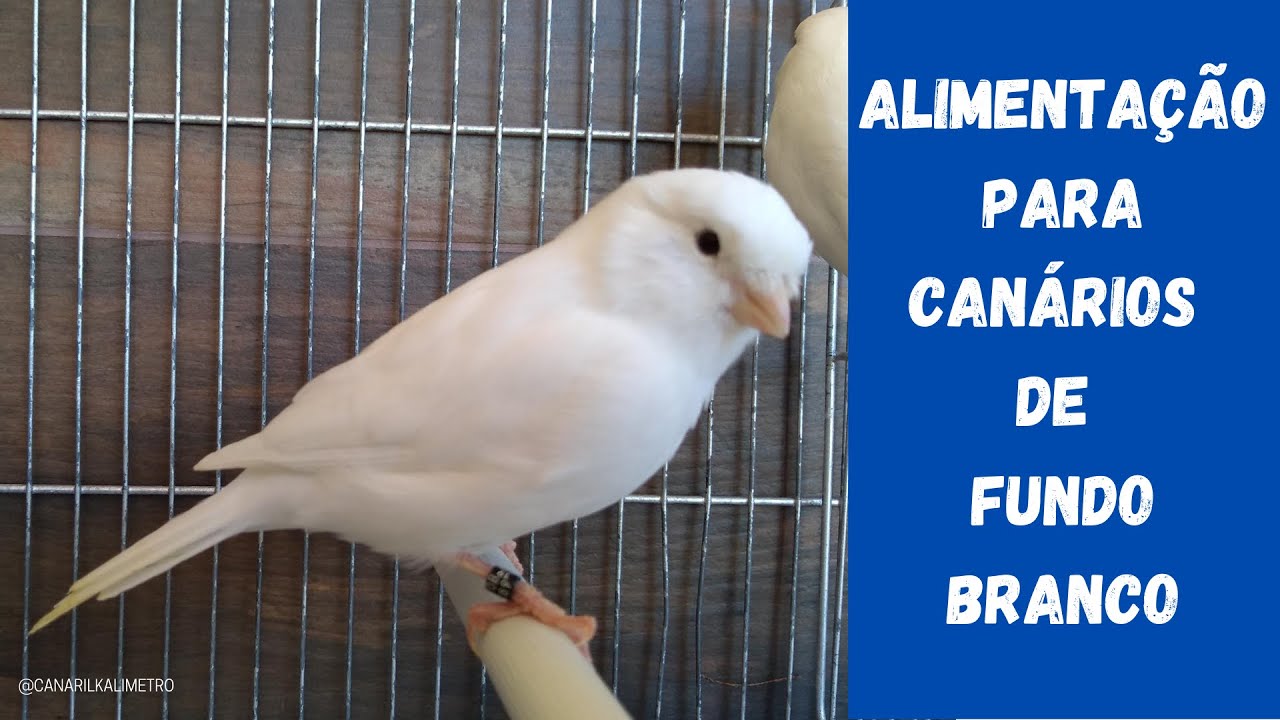 Manejo: Alimentação para canários de fundo branco