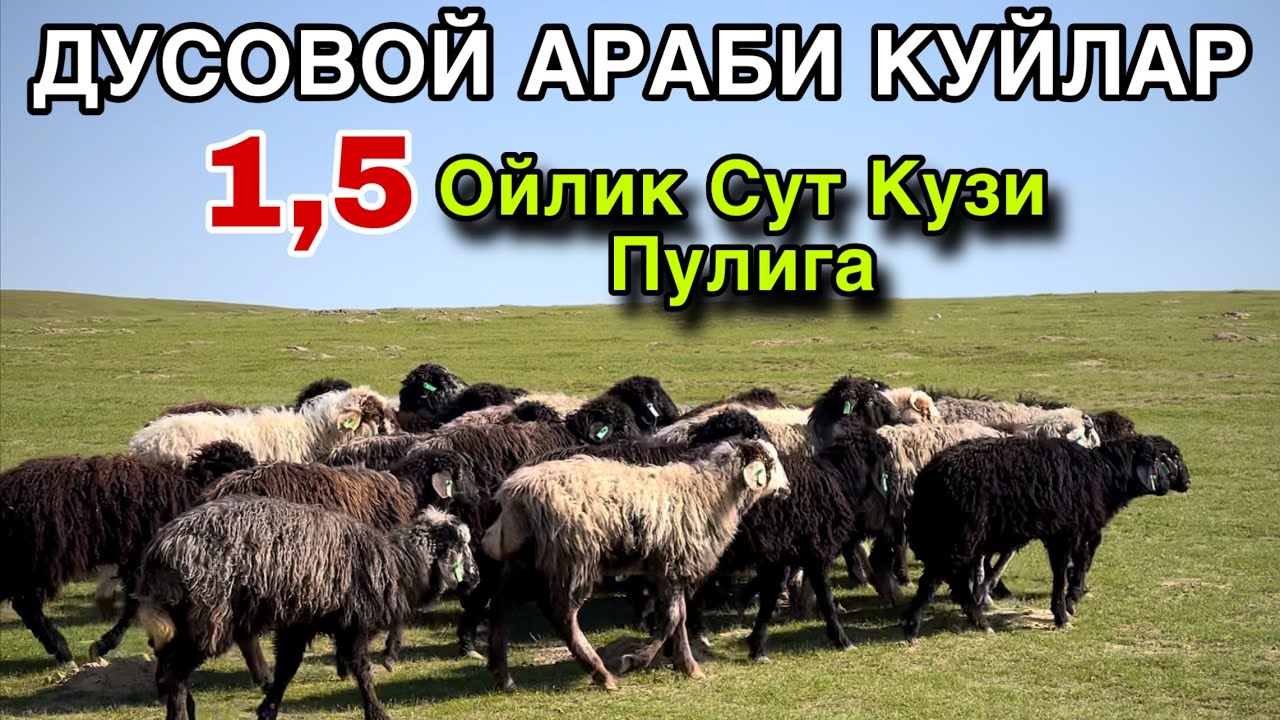 Дусовой Араби Куйлар! ☎️+998 99 499 3098