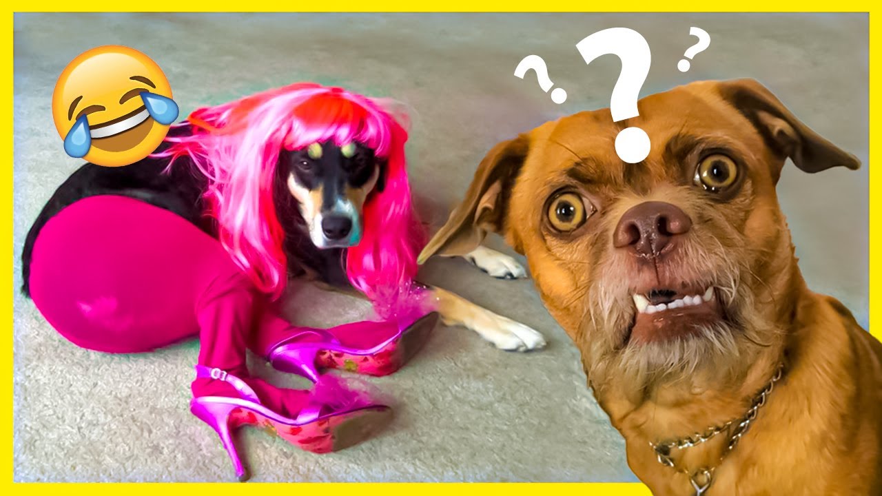 Funniest Animals 😂 Funny dogs and cats 2023 😺🐶 Part 1