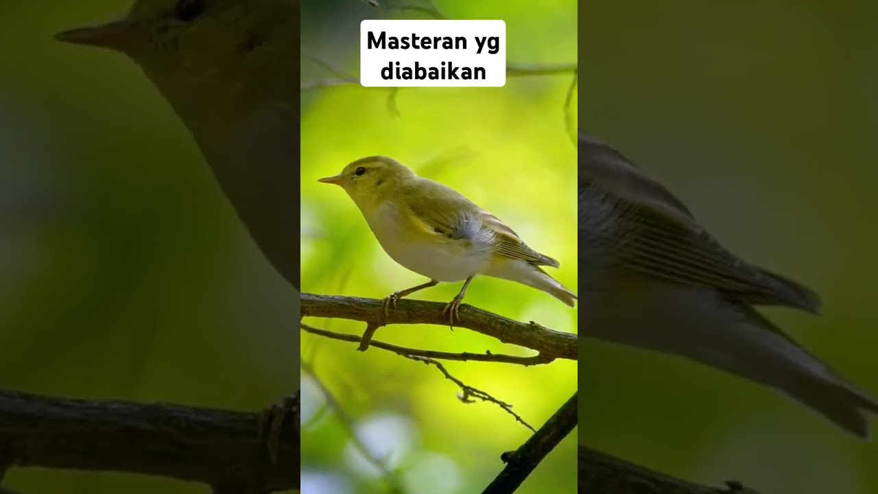 warbler singing #birds #birdwatching #shorts #masteranburung