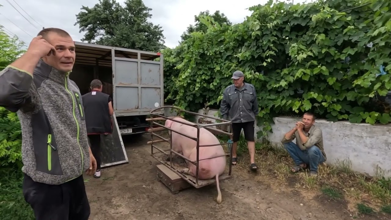 Де мій трактор. Продаєм свині. Як краще, на вагу чи по замірах! Огляд кукурудзи та соняшнику.