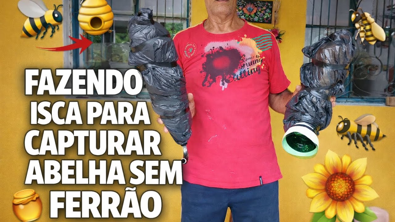 Fazendo isca para capturar abelha sem ferrão 