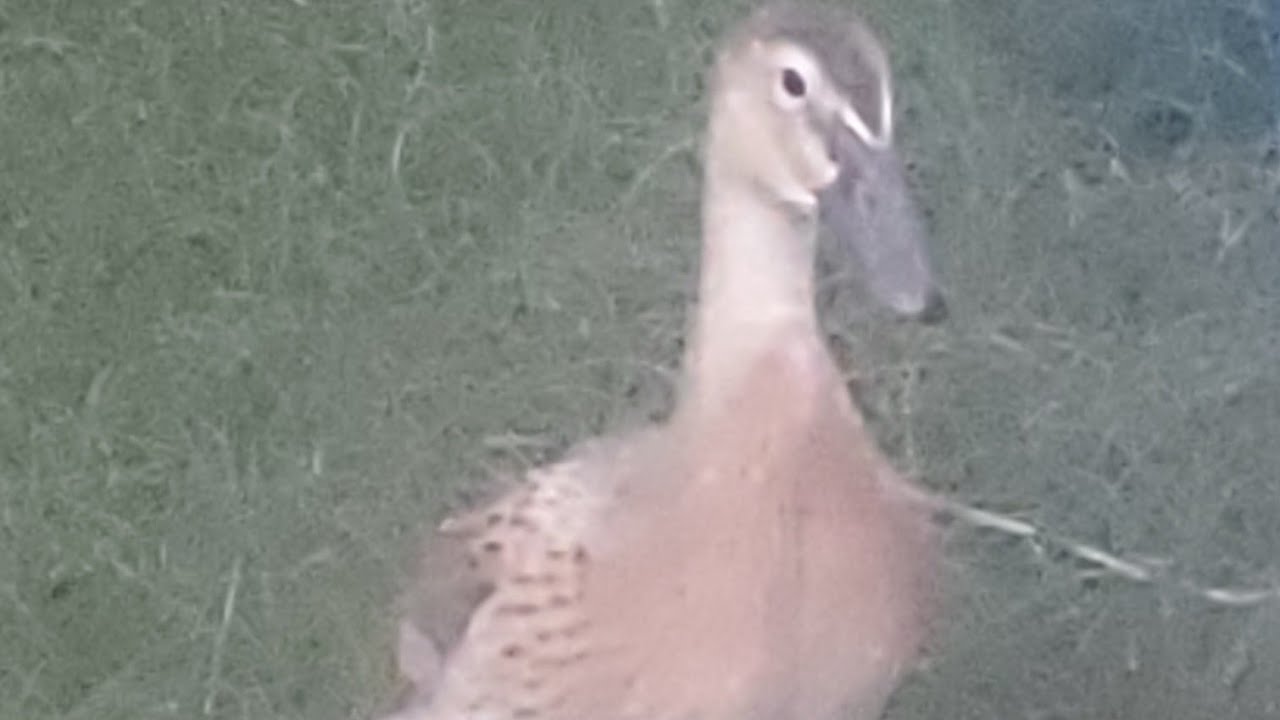 Welsh Harlequin Ducklings Week Four