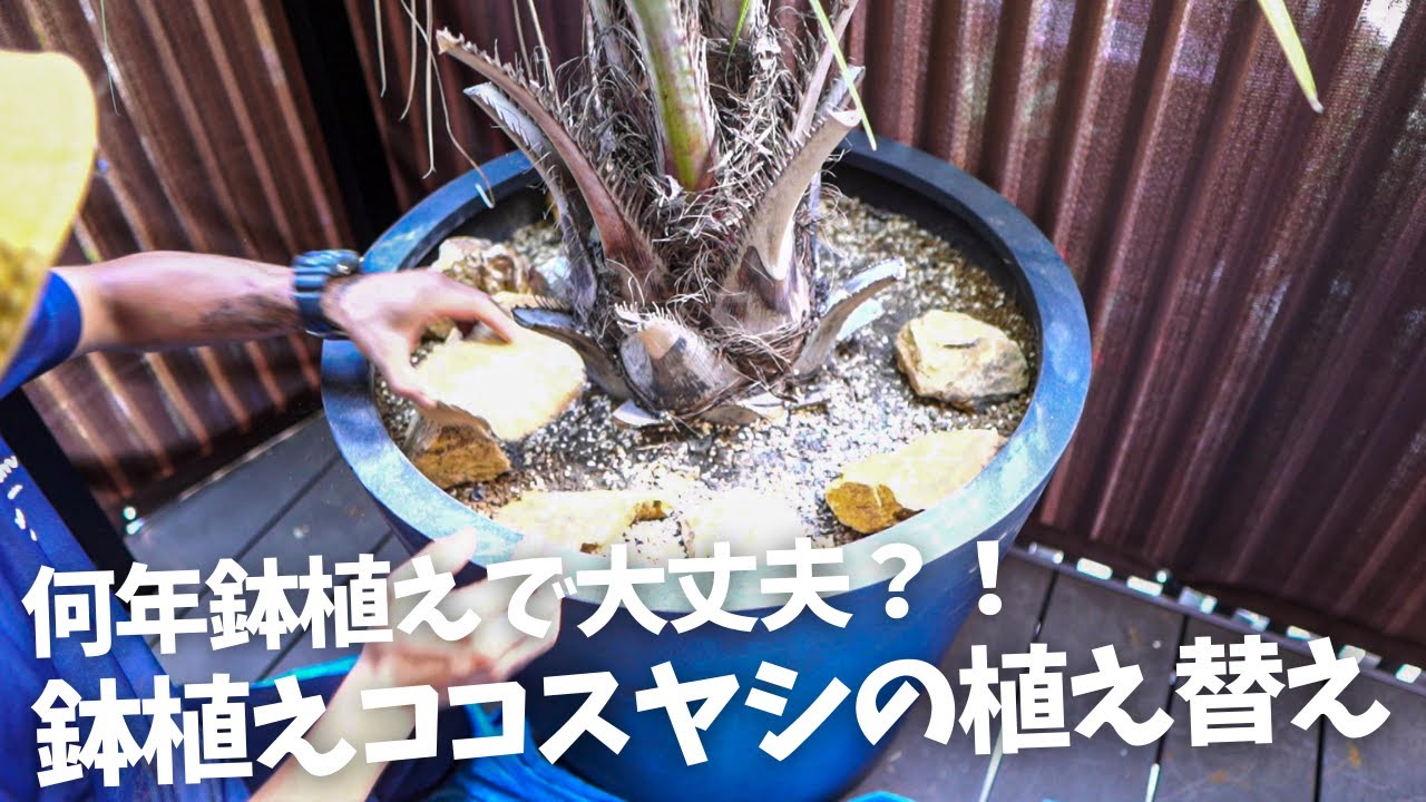 【ココスヤシ植え替え】ココスヤシの鉢植えは何年大丈夫？！