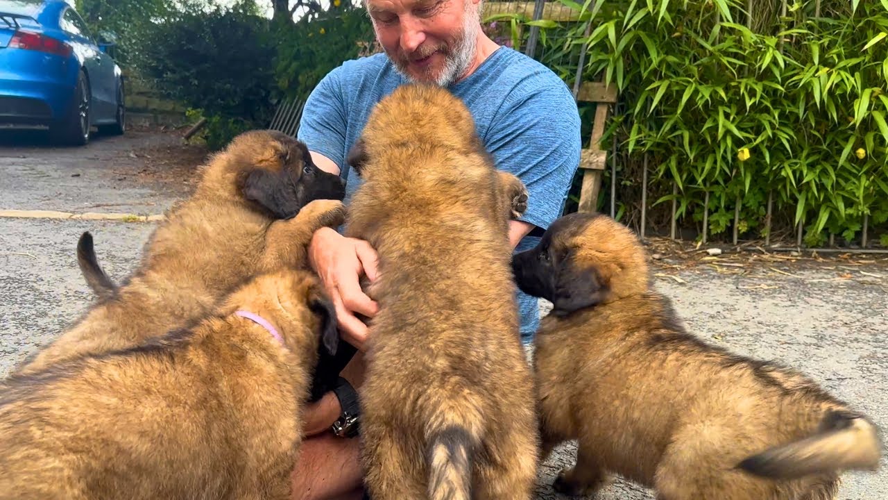 Adorable Leonberger Puppies Playing!