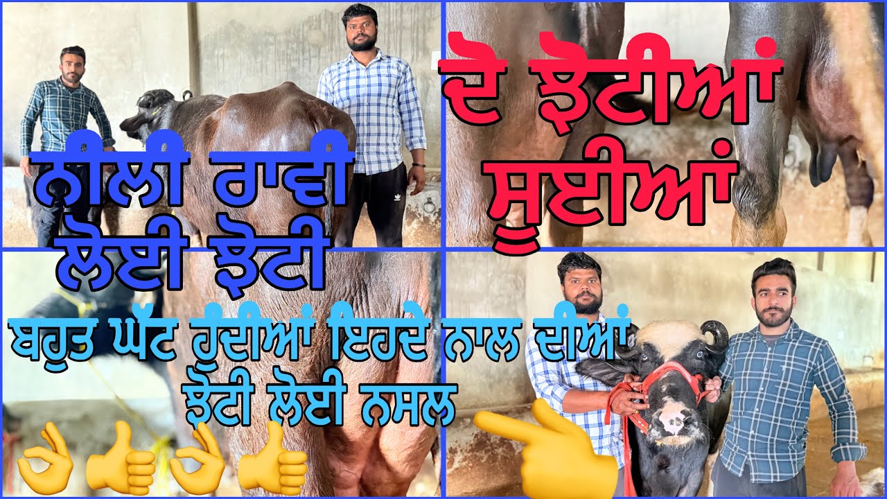 25 ਫਰਵਰੀ 2026 ਫ਼ੋਨ 8427407053👈 ਮਾਣਾ ਡੇਰੀ ਫਾਰਮ ਪਿੰਡ ਭੋਮਾ ਅੰਮ੍ਰਿਤਸਰ ਨੀਲੀ ਰਾਵੀ ਲੋਈ ਝੋਟੀ 🔥🔥👌👌