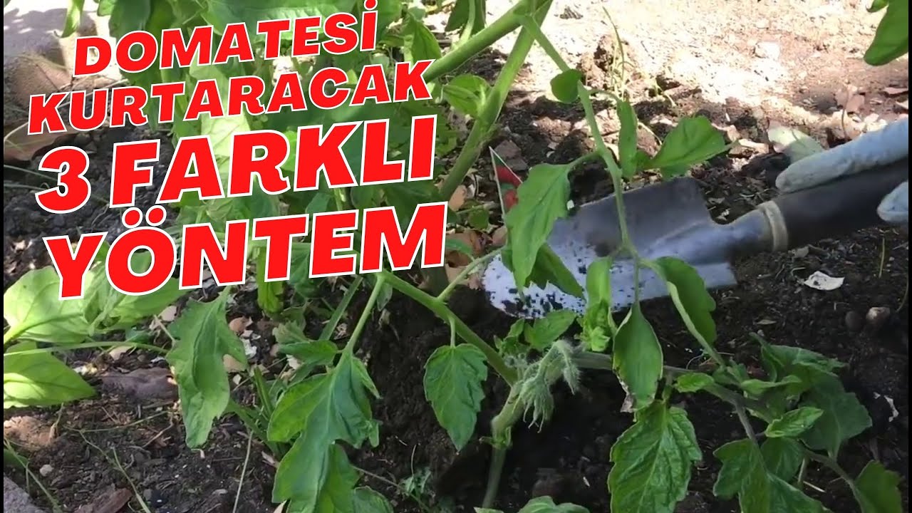 3 YÖNTEMLE DOMATESİ KURTARIN - domatesten domates nasıl üretilir #domates
