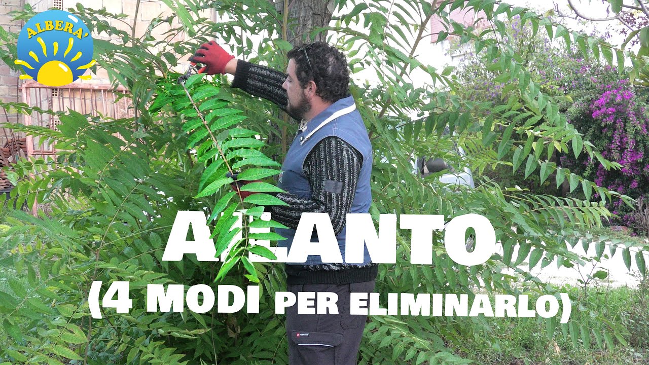 COME ELIMINARE L' AILANTO ( 4 MODI DIVERSI ) (PIANTA INVASIVA INFESTANTE E PERICOLOSISSIMA...)