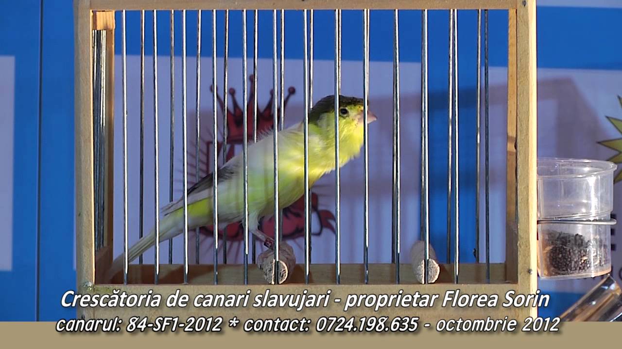 Canar Slavujar de Romania - 84-SF1-2012