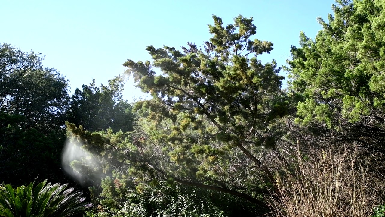 Exploding Mountain Cedar Tree