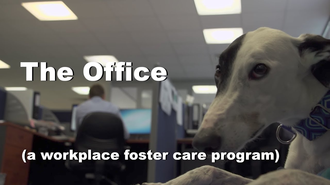 The Office Dog - Meet Maggie-May