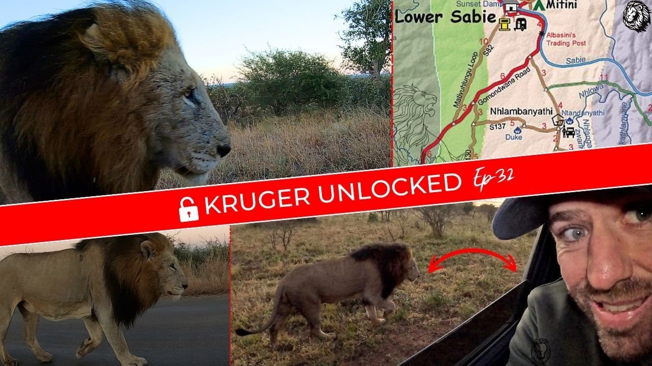 INSANE GoPro Footage: GOMONDWANE Male Lions Get SUPER CLOSE !!