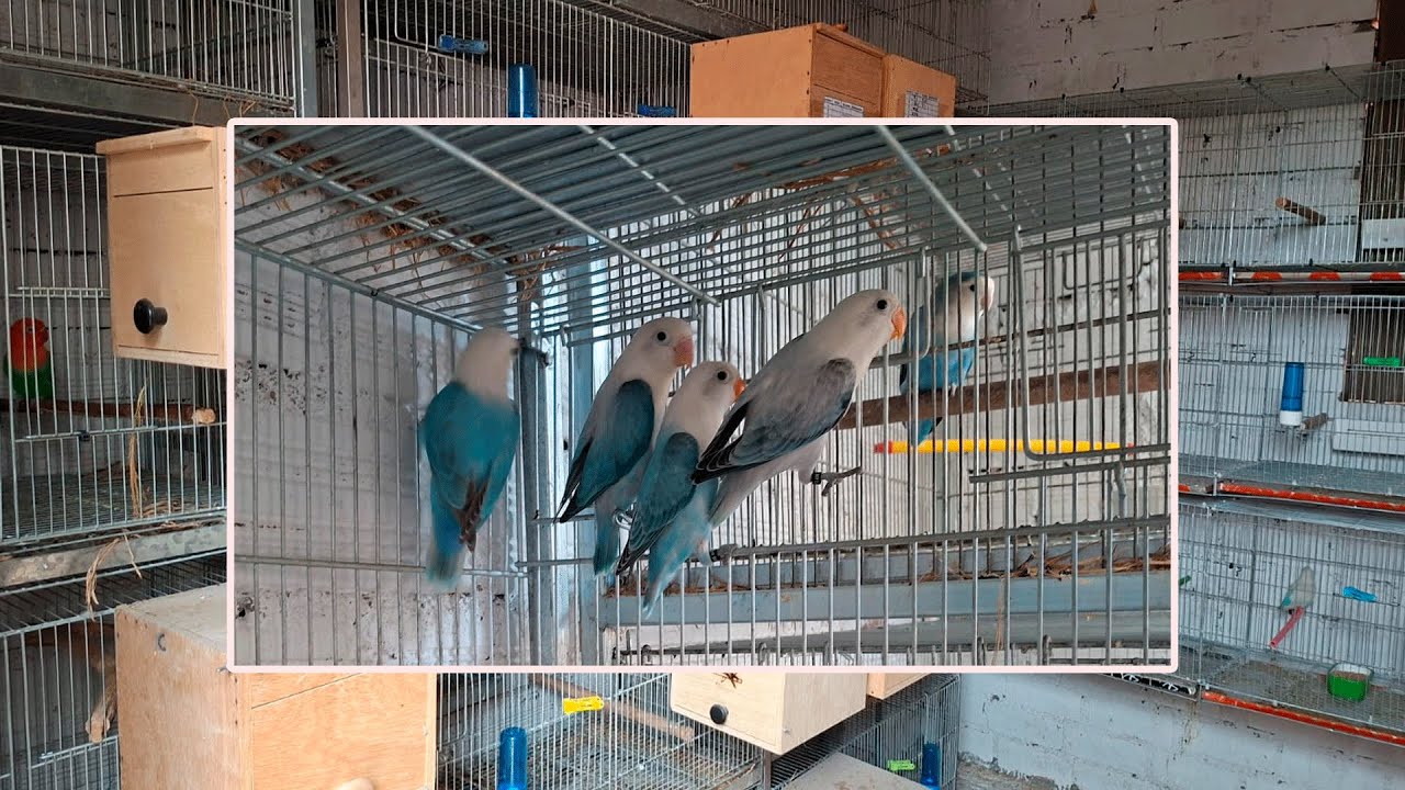 REVISANDO NIDOS DE AGAPORNIS.😎😎
