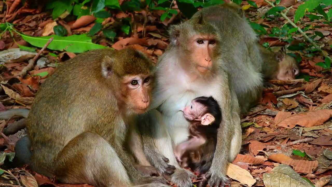 Morning Routine: Baby Monkey Waits Eagerly for Breakfast and Mom&rsquo;s Attention 🐒
