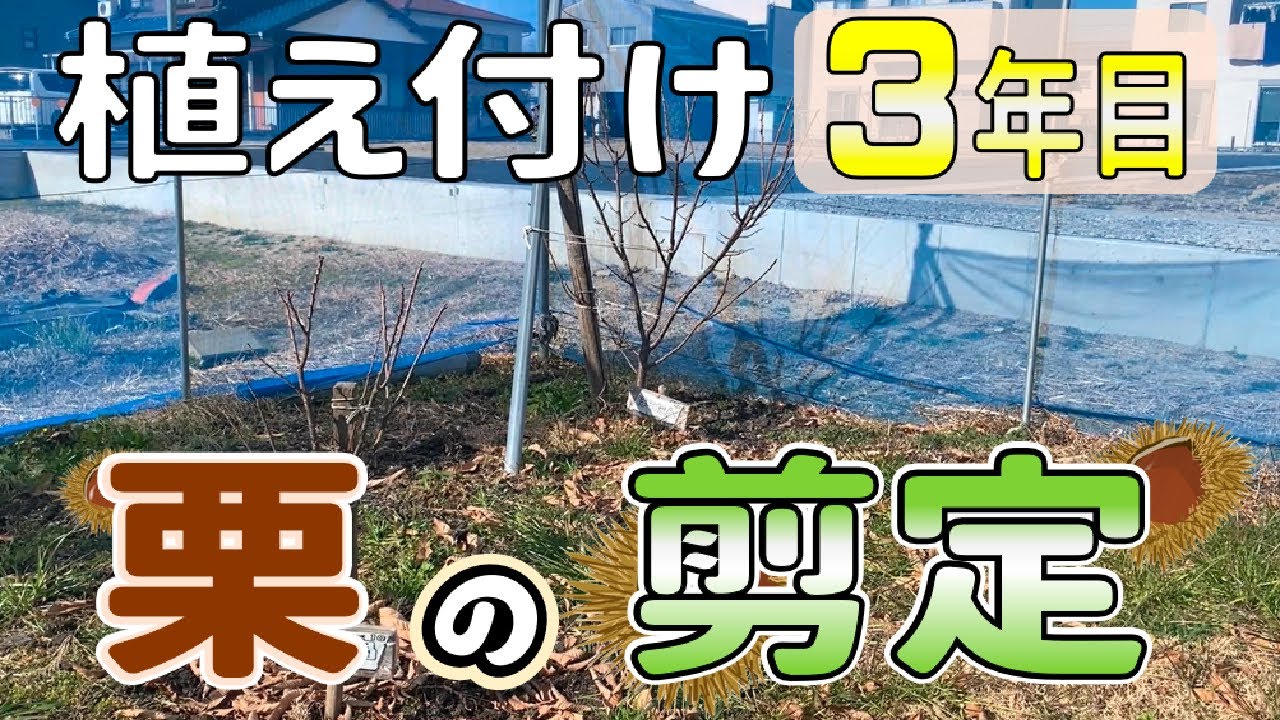 【栗栽培】20250117 植え付け３年目　栗の剪定【神鍋】【ぽろたん】