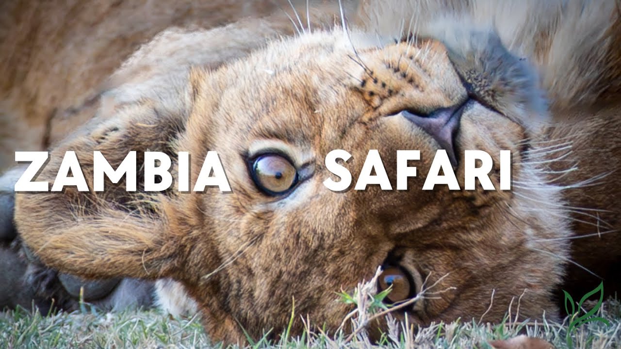 Exploring Zambia on Safari