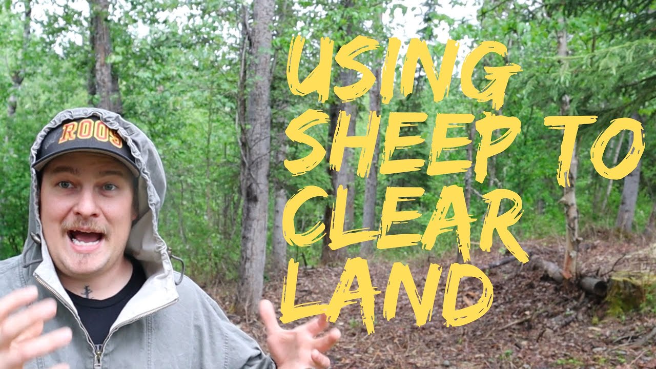 Using Sheep to Clear Land