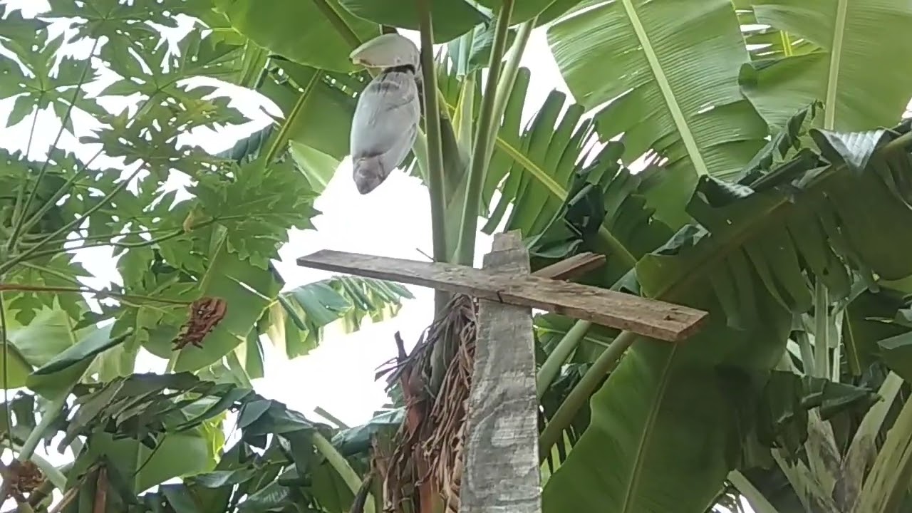 COMO ESCORAR BANANEIRA ,MODO SIMPLES E FÁCIL