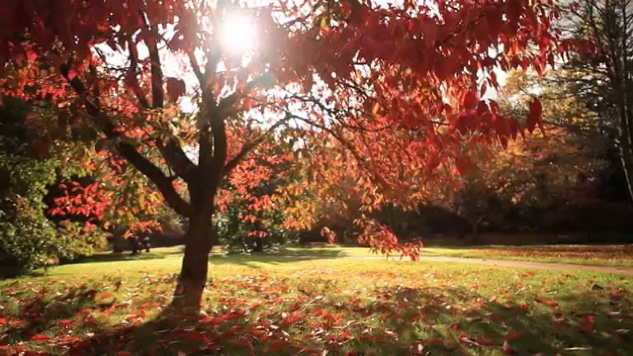 Visiting Windsor Great Park in Autumn