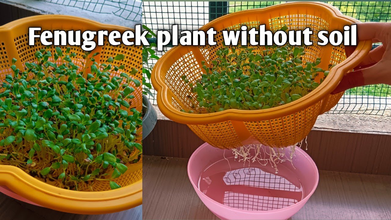 How To Grow Methi In Water |  Growing Methi (Fenugreek) Whithout Soil Only In Water|| hydroponic way