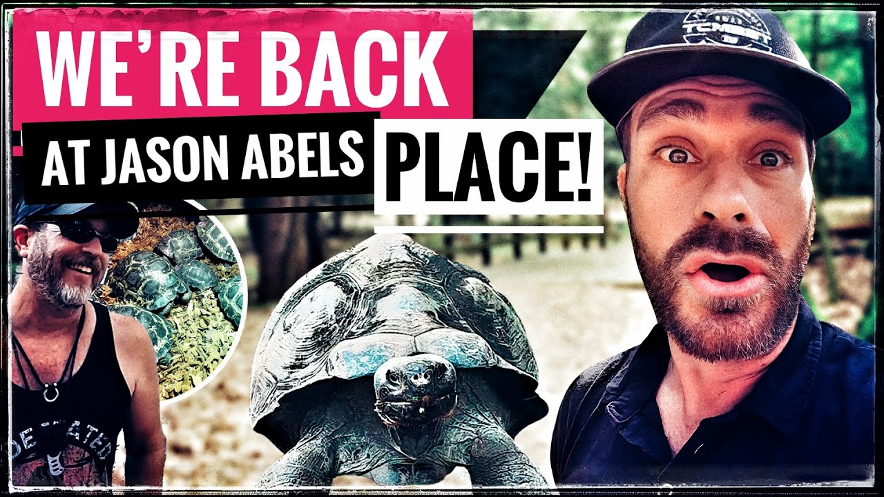We have a big Galapagos Tortoise Surprise!